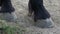 Horse`s hoof on the ground. Close up of horse hooves on the sand. Friesian horse