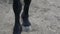 Horse`s hoof on the ground. Close up of horse hooves on the sand. Friesian horse and legs on the ground.