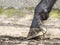 Horse\'s hoof on sand