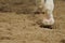 Horse\'s legs close up