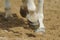 Horse\'s legs close up