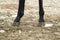 The horse\'s legs. Hooves of a horse in the sand.