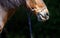 Horse\'s nose closeup texture of wool. Horse licked language.