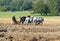 Horse`s  Ploughing field