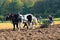 Horse`s  Ploughing field