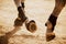 The horse\\\'s shod hooves tread on the sand, raising dust on a sunny day. Equestrian sports