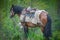 Horse with saddle against the green forest close-up