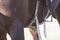 Horse with saddle - close up