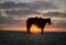 Horse with saddle sihouetted at sunset on a beach