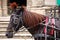 Horse Saddled and with Blinds