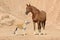 Horse and Saluki dogs standing on sand bagkground