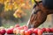 horse sampling from a variety of apples on table