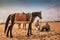 Horse and Saudi Horse rider on traditional desert safari festival on abqaiq Saudi Arabia