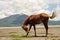 Horse scratching flies