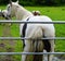 Horse scratching its bottom against a gate