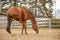 Horse scratching itself with hind leg in paddock in autumn