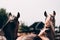 Horse screensaver on the desktop. Two beautiful brown stallions close up, head view from behind. Thoroughbred horses, horse farm