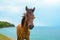 Horse and sea landscape. Travel photo. Brown horse head closeup. Lovely farm animal.