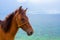 Horse and sea summer vacation photo. Brown horse head closeup. Lovely farm animal.