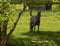 Horse in a shaded pasture in rural Tennessee