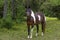 Horse in a shaded pasture in rural Tennessee