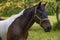 Horse in a shaded pasture in rural Tennessee