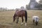 A horse and a sheep grazing peacefully together, early in the morning in the Normandy countryside