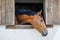 Horse with shiny dark mane sticks its head out of window in stall in stable