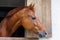 Horse with shiny dark mane sticks its head out of window in stall in stable