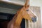 Horse with shiny dark mane sticks its head out of window in stall in stable