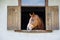 Horse with shiny dark mane sticks its head out of window in stall in stable