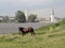 Horse on the shore of the pond, and Demidov slanted tower of the Transfiguration Cathedral. Nevyansk. Russia.