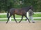 Horse In The Show Ring