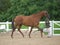 Horse In The Show Ring