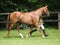 Horse In The Show Ring