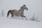 horse shows tongue. arab horse on a snow slope hill in winter.