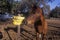 Horse by sign, do not feed horse, Ojai, CA