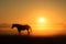 Horse silhouette on a background of dawn