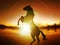 Horse Silhouette Freedom Sunset Energy Life Free