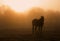 Horse silhouette in heavy fog at sunrise