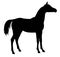 Horse Silhouette Isolated