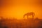 Horse silhouette on morning meadow. Orange photo, edit space