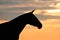 Horse silhouette portrait
