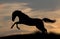 Horse silhouette in sunset