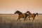 Horse silhouette at sunset, in the coutryside, La Pampa