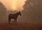Horse silhouetted against rising sun
