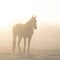 Horse silhouetted against sunrise through heavy fog