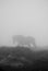Horse sillhouette in mist with grass