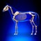 Horse Skeleton - Horse Equus Anatomy - on blue background