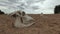 Horse skull and bone on dry field, time lapse